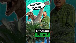 Did you know Sago Palm Cycas Plant has been around since the time of Dinosaurs cycas sagopalm [upl. by Galasyn]