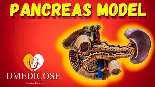 Pancreas ospe youtube viral anatomy [upl. by Cochrane373]