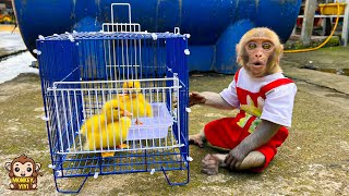 Monkey YiYi helps ducklings while going to the market to buy food [upl. by Ney]