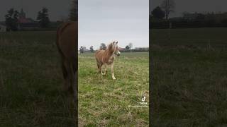 Zand op de track 🍀🦄🎉 [upl. by Stevenson]