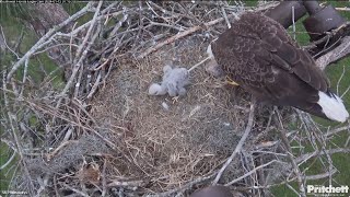 SWFL Bald Eagles 🐥 E23 deploys BULLSEYE POOZOOKA on F23 😂🤣😂 2024 Jan 12 [upl. by Keyte955]