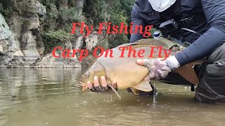 Fly Fishing  Carp On The Fly 잉어 플라이 낚시 [upl. by Lehsar]