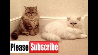 Train your Persian Cats to go outside [upl. by Randie]