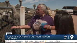 One Tank Trips Rooster Cogburn Ostrich Ranch [upl. by Linad75]