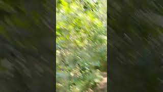 forest naturalbeuty srilanka vlog kanneliya protectnature [upl. by Zilef518]