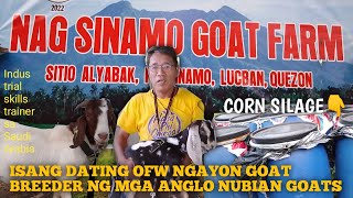 Anglo Nubian Pure breed Goat Farm Visit NAG SINAMO GOAT FARM LUCBAN QUEZON [upl. by Erlond]