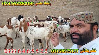 beetal shera nagra praignant goats at bismillah Goat Farm bakri farm dera ghazi khan goat business [upl. by Aicen834]