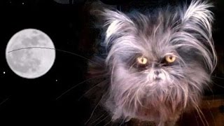 Cat Who Looks Like A Werewolf [upl. by Sesmar]