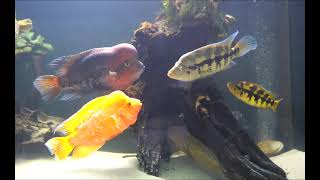 Parachromis Dovii Wolf cichlid vs Midas cichlid amp Vieja synspilum [upl. by Yerhpmuh]