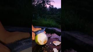 peel green coconut at night with rambo knife asmr satisfying [upl. by Cirtemed944]