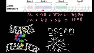 Alternative Splicing of the Dscam gene [upl. by Dirfliw]