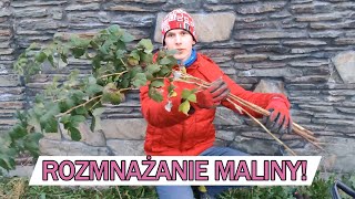 ROZMNAŻANIE MALINY 1ROCZNEJ I 2LETNIEJ wiosną i jesienią [upl. by Esinwahs]