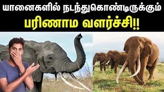 Evolution in Elephants  யானைத் தந்தங்களில் நடக்கும் பரிணாம வளர்ச்சி  Tusklessness in Elephants [upl. by Alansen]