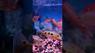 Awesom Pbass brokopondo orinoco mono pbass fish arwana fishtank aquarium peacockbass [upl. by Anirt800]