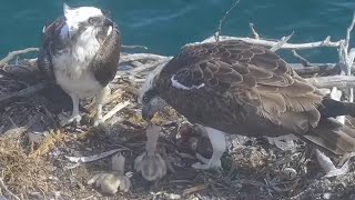 Osprey mom feeding lunch to two babies  PortLincoln Osprey  Oct 11 2024 [upl. by Percy88]