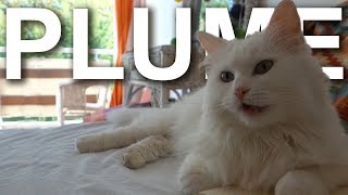 PLUME LANGORA TURC  PAROLE DE CHAT [upl. by Ettezzus407]