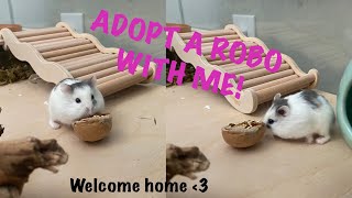 Adopt A Roborovski Hamster with Me Vlog [upl. by Sihun]