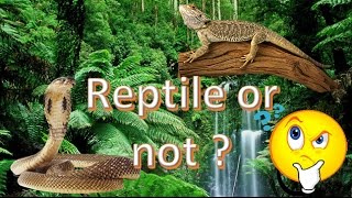 Cest quoi un reptile [upl. by Nizam168]