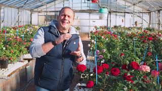 Matthias Meilland talks about the importance of creating compact new roses [upl. by Vinson595]