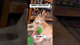 Huskies Blowing Coat The Dreaded Shed Brother Ewww husky dogs shorts dogshorts shortsvideo fyp [upl. by Anits1]