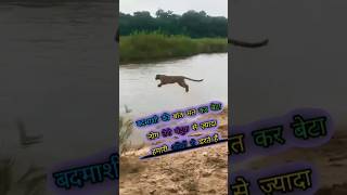 Attitude  Lion king  violence 🦁shorts attitude status lionking motivation motivationalViral [upl. by Santiago402]