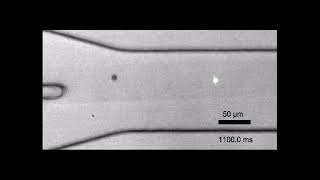 Fluorescence Activated Cell Sorting via a Focused Traveling Surface Acoustic Beam [upl. by Lisab]