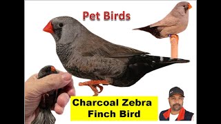 Finch Birds Charcoal Mutations Zebra Finches Episode 03 Bird Breeding [upl. by Melina]