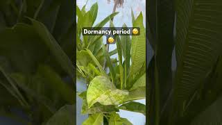 dormancy rooftopflowers gardenplants gardenflowers homegardencare viralshort [upl. by Ecital]