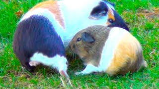 Guinea Pigs Make Circles [upl. by Trebor]