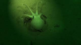 Ghostly encounters with deepsea octopus [upl. by Bauske]