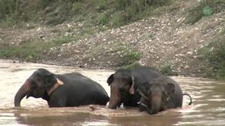 3 Elephants greeting each other in the river [upl. by Jahn]