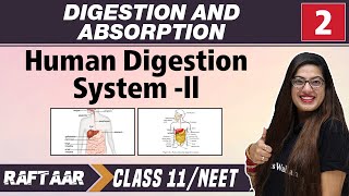 Digestion and Absorption 02  Human Digestion system  lI  Class 11NEET [upl. by Eliam972]