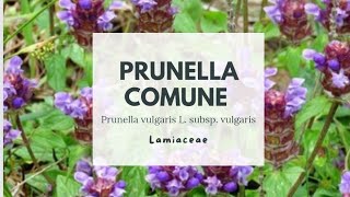 PRUNELLA COMUNE  Prunella vulgaris L subsp vulgaris  Lamiaceae  Common self heal [upl. by Naiva]