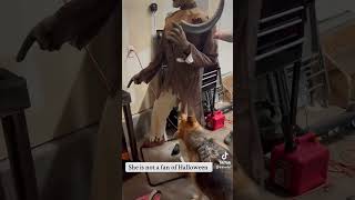 Protective German Shepherd dogsofyoutube halloween germansepherd guarddog [upl. by Ensign]