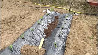 Como plantar tomates con plástico y riego por goteo paso a paso  el huerto de Kevin 🌱 [upl. by Fadiman]