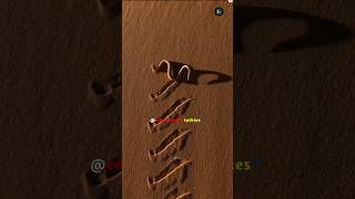 Amazing moves of sidewinder snake 🐍 148 science youtubeshorts shorts [upl. by Bozovich445]