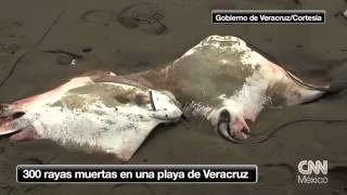 300 rayas muertas en una playa de Veracruz [upl. by Coussoule571]