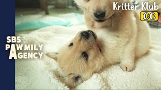 Puppies Play Together On Camera  Pawmily Agency Ep 08 [upl. by Neill]