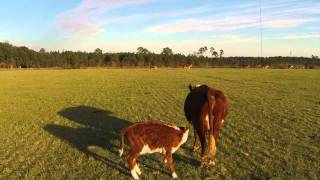 Herding Cattle with a Drone [upl. by Niarbo1]