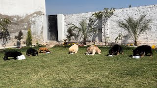 9 Puppies एक साथ खाना खाते हूए 🤗😳 German shepherd Labrador Husky chow chow french mastiff [upl. by Atipul]