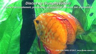 Discus sp Symphysodon  Ponte en bac densemble [upl. by Ader]