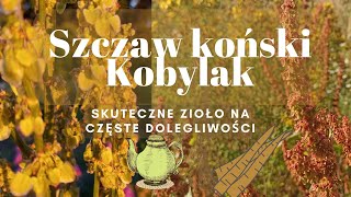 Kobylak co końskiego zdrowia Ci użyczy [upl. by Nilatak10]