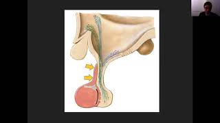 Pituitary amp Sellar Imaging Part 1 Health4TheWorld Academy [upl. by Atiuqan]