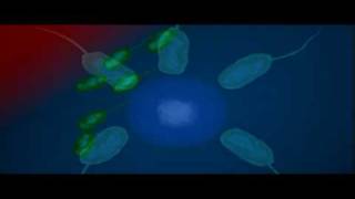 Bacteria Shape  Biology  Bacteriology [upl. by Ardnaeed]