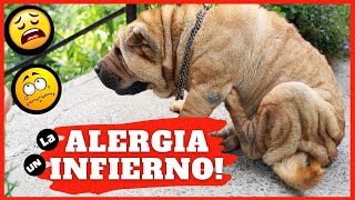 🛑TRATAMIENTO de la ALERGIA en PERROS ⏩Los 2 Mejores TRATAMIENTOS de la DERMATITIS ATOPICA CANINA✅ [upl. by Billie]