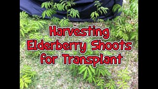 Harvesting Elderberry Shoots for Transplant [upl. by Audie934]