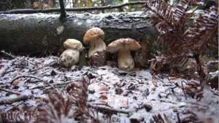 Porcini sotto la neve [upl. by Jeb]