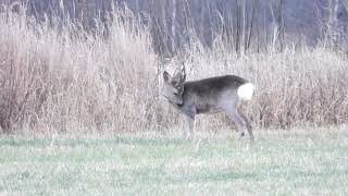 RÅDYR CAPREOLUS CAPREOLUS [upl. by Noiramaj]