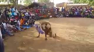 La danse traditionnelle Mali beledougou theblenke [upl. by Morez745]