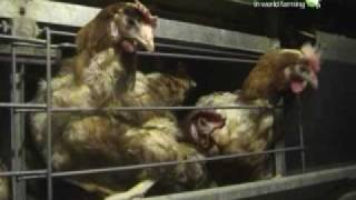 Galline in gabbia 40 milioni sono prigioniere [upl. by Beaulieu538]